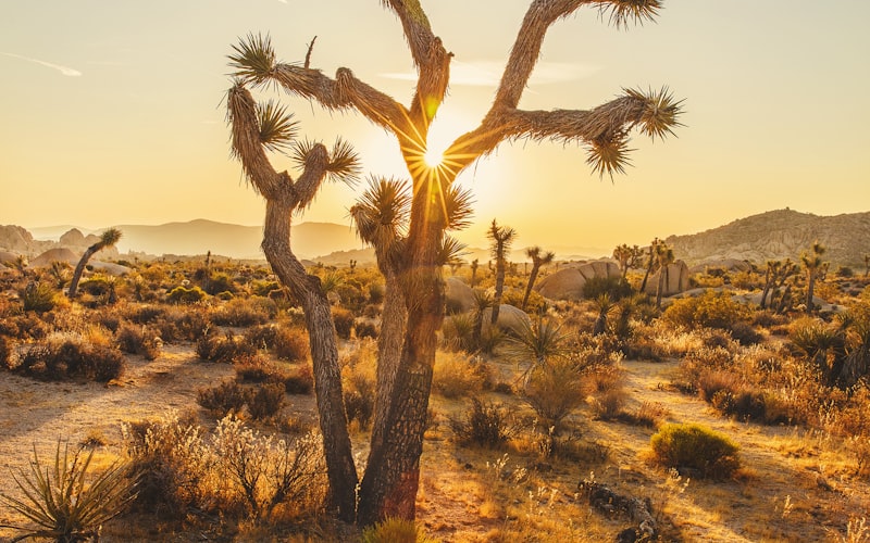 Santa Barbara Arts & Crafts Show