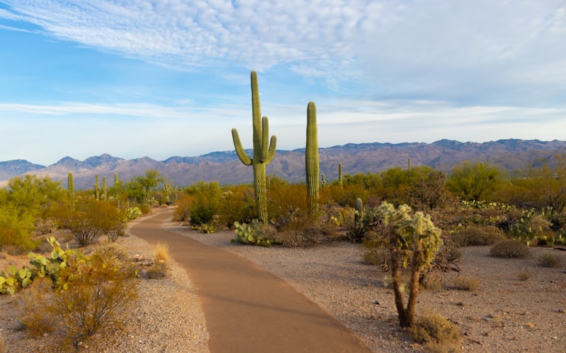 Tucson First Thursdays